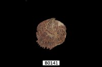 藏品(牡蠣)的圖片